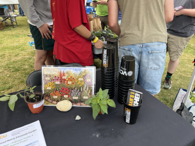 Table with plants and VCU stadium cups on it